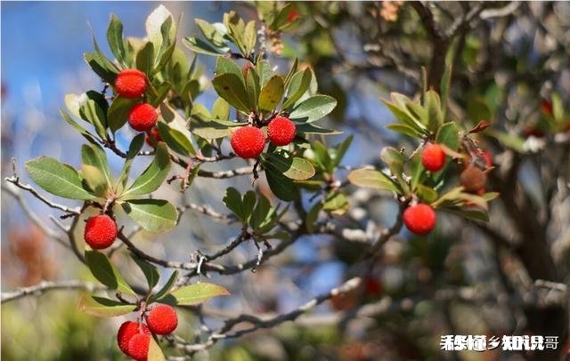 山上挖来的杨梅树能种活吗