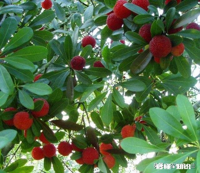 山上挖来的杨梅树能种活吗