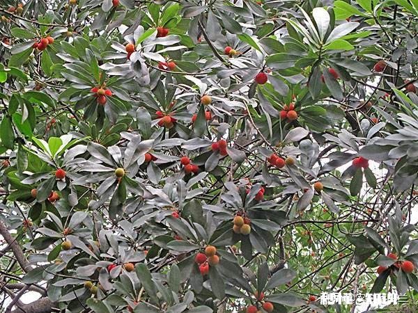 山上挖来的杨梅树能种活吗