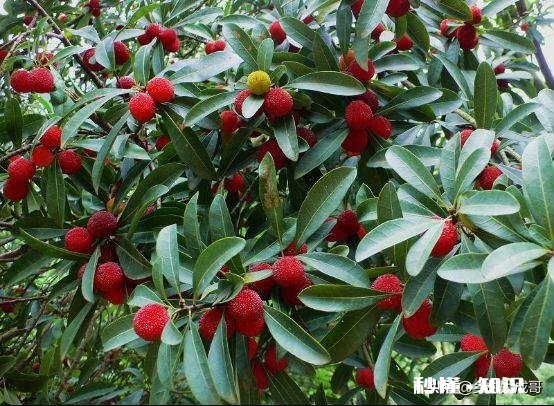 山上挖来的杨梅树能种活吗