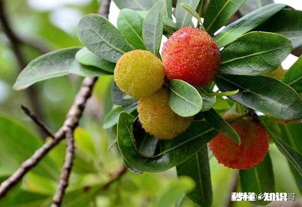 山上挖来的杨梅树能种活吗