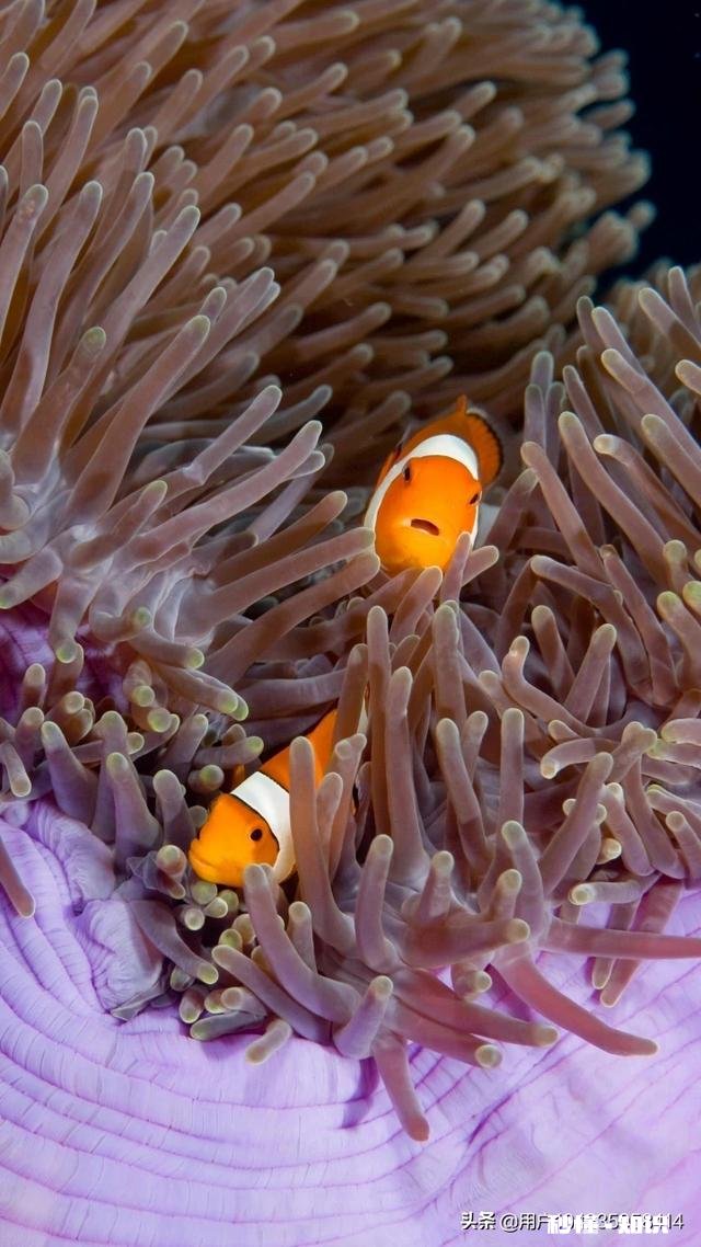 没有孩子到老年会孤老终身吗该怎么办呢