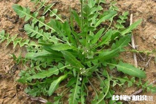 哪些野菜种植前景好。野菜种植一亩能挣多少钱