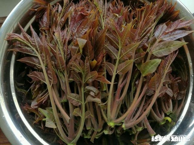 哪些野菜种植前景好。野菜种植一亩能挣多少钱