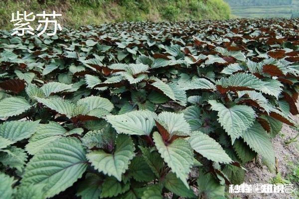 哪些野菜种植前景好。野菜种植一亩能挣多少钱
