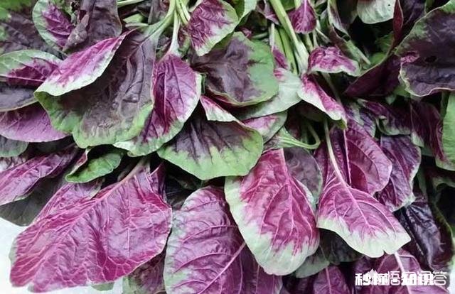 哪些野菜种植前景好。野菜种植一亩能挣多少钱