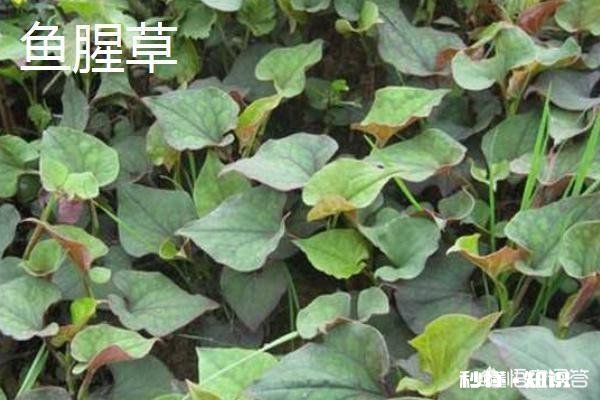 哪些野菜种植前景好。野菜种植一亩能挣多少钱