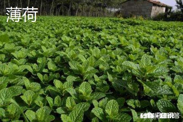 哪些野菜种植前景好。野菜种植一亩能挣多少钱