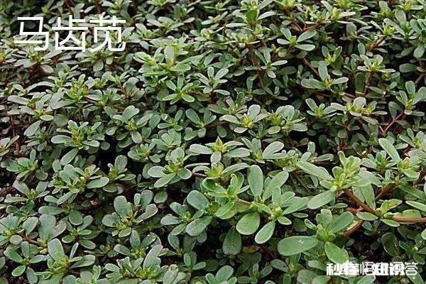 哪些野菜种植前景好。野菜种植一亩能挣多少钱