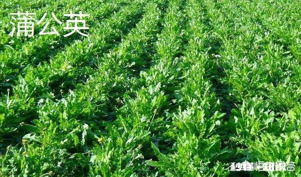 哪些野菜种植前景好。野菜种植一亩能挣多少钱