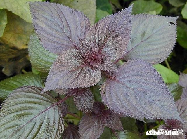 哪些野菜种植前景好。野菜种植一亩能挣多少钱