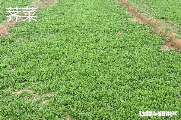 哪些野菜种植前景好。野菜种植一亩能挣多少钱