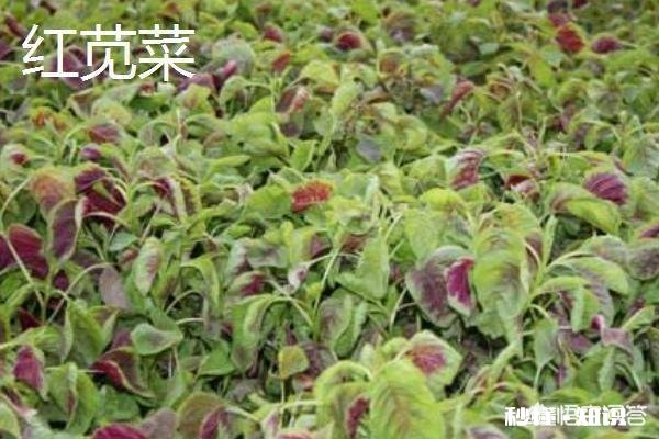 哪些野菜种植前景好。野菜种植一亩能挣多少钱
