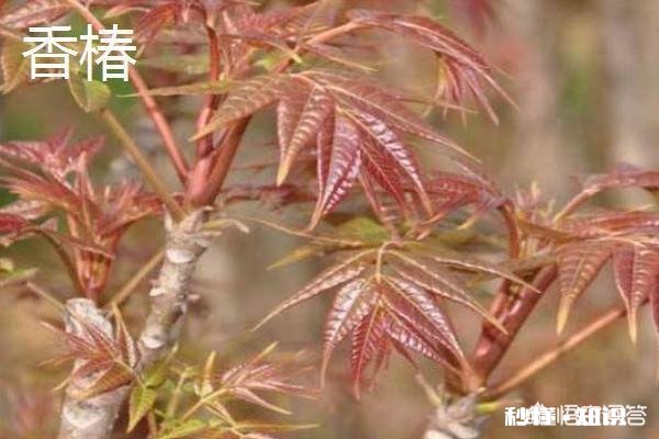 哪些野菜种植前景好。野菜种植一亩能挣多少钱