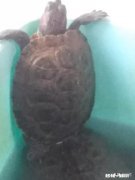 龟缸该怎样合理的布置