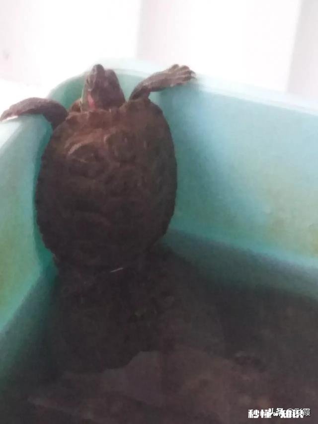 龟缸该怎样合理的布置