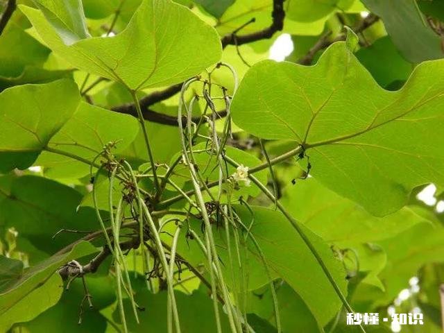 豆角突然出现干叶现象是怎么回事有什么补救措施