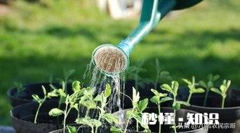 豆角突然出现干叶现象是怎么回事有什么补救措施