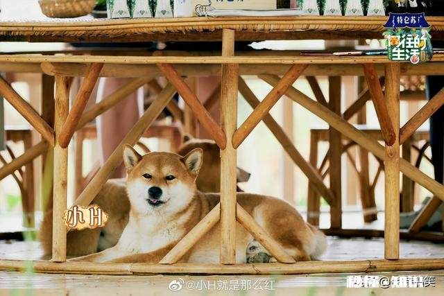 《向往的生活4》《奔跑吧4》两档综艺都是定位周五，你们更期待哪档节目首播