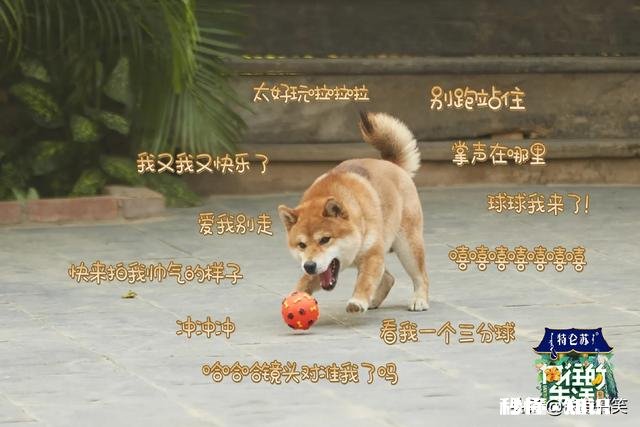 《向往的生活4》《奔跑吧4》两档综艺都是定位周五，你们更期待哪档节目首播