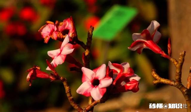 如何正确的给种的花换土换盆，什么季节换土换盆合适