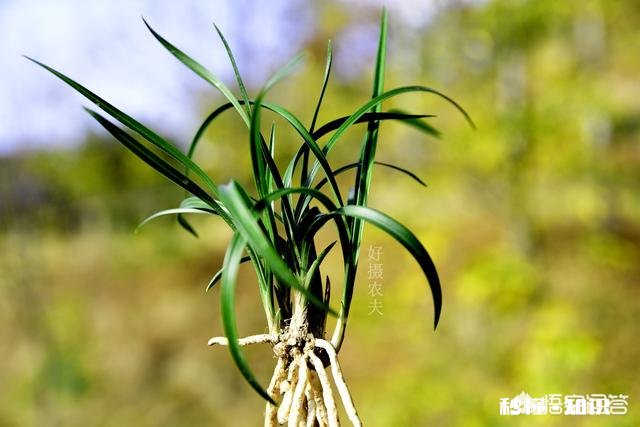 如何正确的给种的花换土换盆，什么季节换土换盆合适