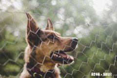 狗咬狗会传染狂犬病吗