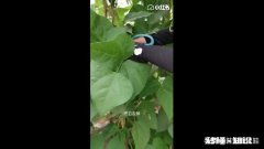 豆角叶片太多了怎么办