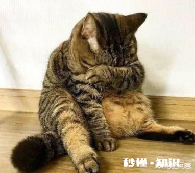 猫咪怎么发腮