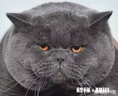 猫咪怎么发腮