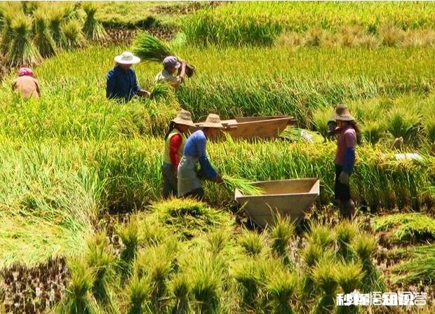 农村的成长经历给你留下最宝贵的财富是什么