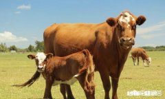 有哪些病能使牛瘫痪