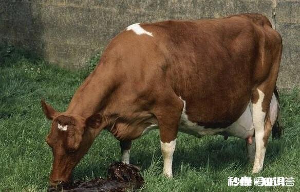 有哪些病能使牛瘫痪