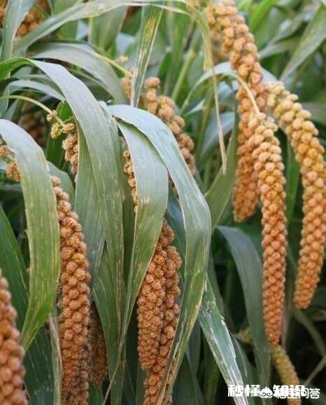 农民种地希望提高粮价，农药、种子、肥料无伪劣之外，还有哪些希望和愿望