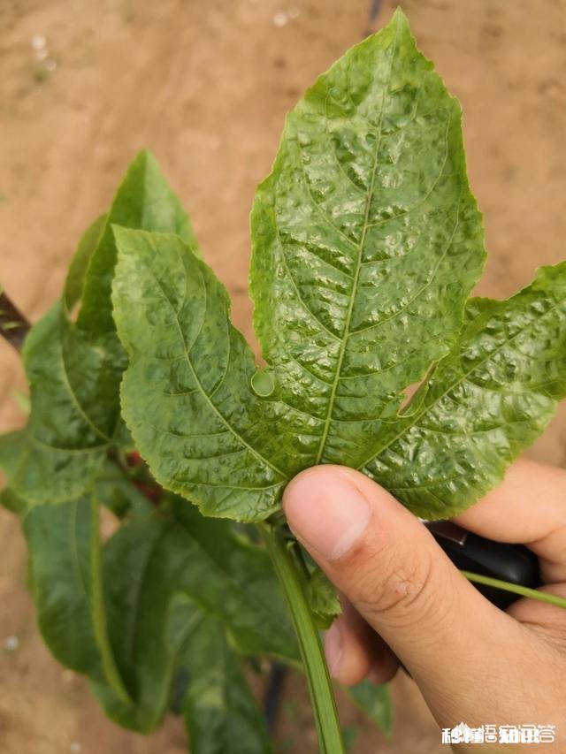 农民种地希望提高粮价，农药、种子、肥料无伪劣之外，还有哪些希望和愿望