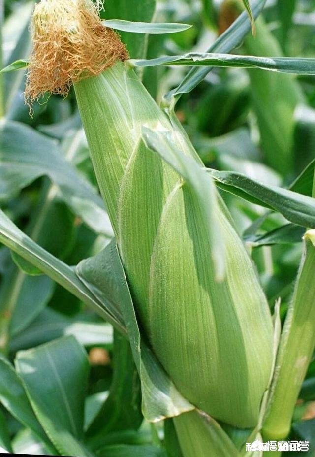 农民种地希望提高粮价，农药、种子、肥料无伪劣之外，还有哪些希望和愿望