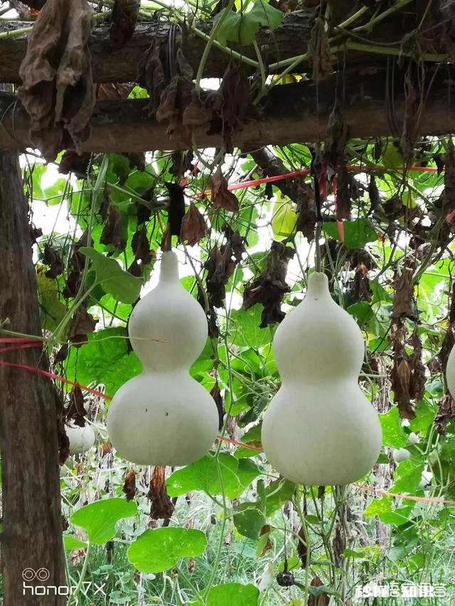 农民种地希望提高粮价，农药、种子、肥料无伪劣之外，还有哪些希望和愿望