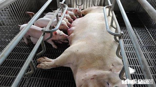 猪一年要消费多少钱你怎么看