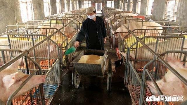 猪一年要消费多少钱你怎么看