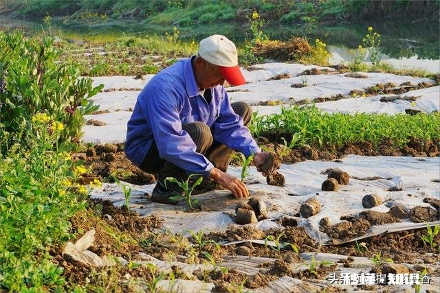 父母在变老，能力有限的我该如何做的更好回报父母的养育之恩