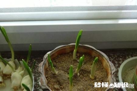 处暑前后种的大蒜要多少天发芽