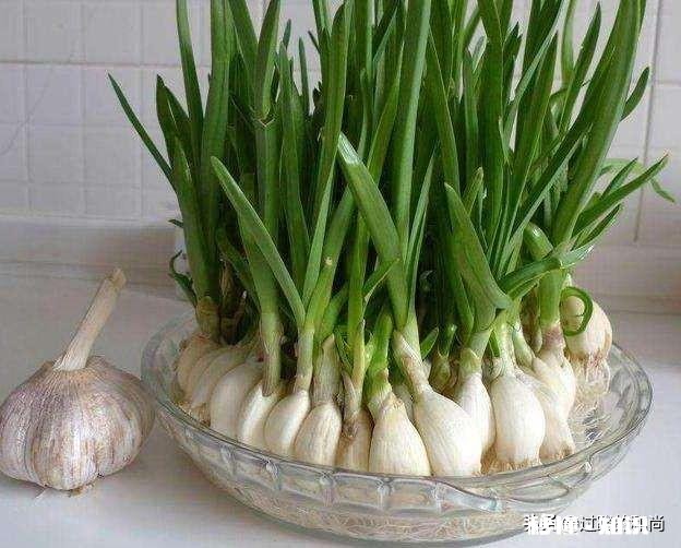 处暑前后种的大蒜要多少天发芽