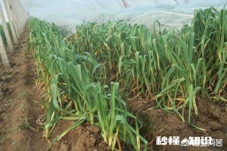 处暑前后种的大蒜要多少天发芽