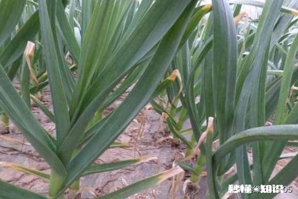 处暑前后种的大蒜要多少天发芽