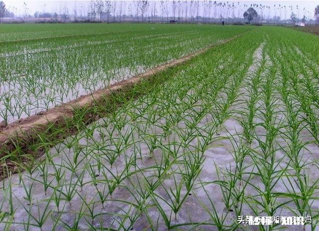 处暑前后种的大蒜要多少天发芽