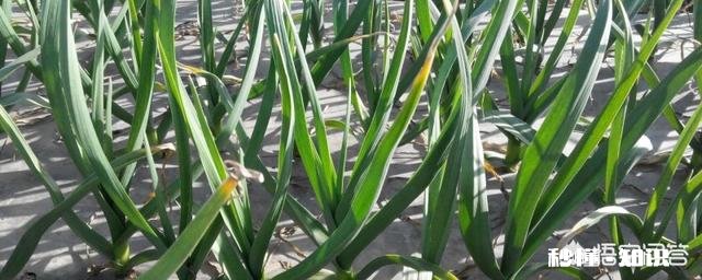 处暑前后种的大蒜要多少天发芽