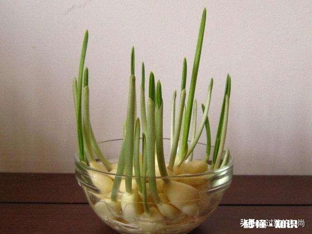 处暑前后种的大蒜要多少天发芽