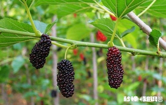 桑葚是什么时候种植的种植桑葚需要注意些什么