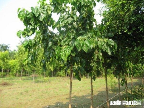 桑葚是什么时候种植的种植桑葚需要注意些什么