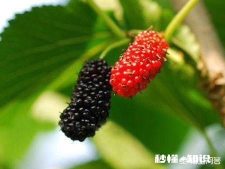 桑葚是什么时候种植的种植桑葚需要注意些什么